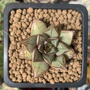 Echeveria 'Purpusorum' White Form Wide-leaf 1" Succulent Plant