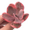 Echeveria 'Angel Wing' Variegated 2"-3" Rare Succulent Plant