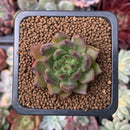 Echeveria 'Black Marvel' 1" New Hybrid Succulent Plant