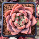 Echeveria 'Sharman' 2" Succulent Plant