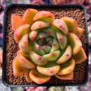 Echeveria Agavoides 'Red Wine' 3" Succulent Plant