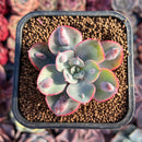 Echeveria 'Raindrop' 2" Succulent Plant