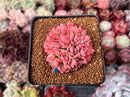 Echeveria 'Luella' Crested 2" Succulent Plant