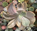 Echeveria 'Pampoteus' Variegated 6" Very Large (Not Jocelyn's Joy Variegated) Rare Succulent Plant