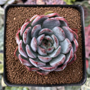 Echeveria 'Starmark' 2"-3" Succulent Plant