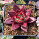 Echeveria Agavoides 'Super Ocean' 2" Succulent Plant