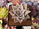 Echeveria 'Madiba' 2"-3" Cutting Succulent Plant