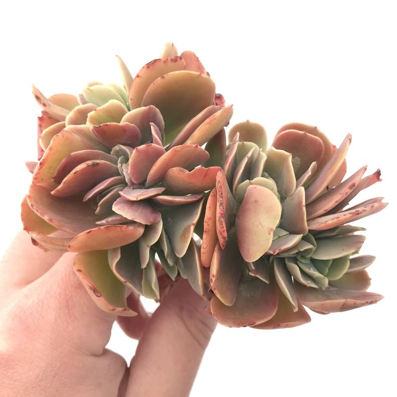 succulents montreal Echeveria 'Montreal' Crested Cluster 4" Rare Succulent Plant – True Succulents Plant Co