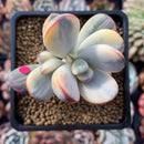 Cotyledon 'Orbiculata' 3" Variegated Succulent Plant