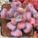 Echeveria 'Hearts Delight' 3" Succulent Plant