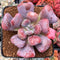 Echeveria 'Hearts Delight' 3" Succulent Plant
