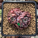 Echeveria Agavoides 'Vivace' 1"-2" Cluster Succulent Plant