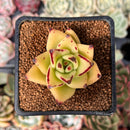 Echeveria Agavoides 'Castro' 2" Succulent Plant