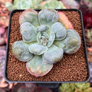 Echeveria 'Hearts Delight' 2" Succulent Plant
