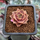 Echeveria 'Mysterious Rose' 1" Succulent Plant
