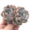 Echeveria 'Elegans Potosina' Cluster 2"-3" Powdery Succulent Plant