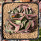 Echeveria 'Black Hawk' 3"-4" Cluster Succulent Plant