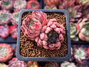 Echeveria 'Red Zaragoza' 1" Cluster Succulent Plant