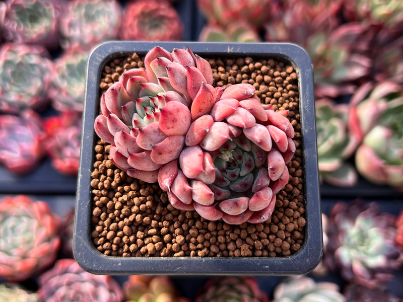 red ruby succulent Echeveria 'Red Zaragoza' 1" Cluster Succulent Plant – True Succulents Plant  Co