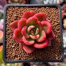 Echeveria Agavoides 'Chapote' 1" Succulent Plant