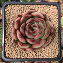 Echeveria Agavoides 'Polar Rose' 2"-3" Succulent Plant