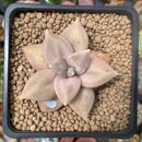 Echeveria 'Xichuensis' 2" Succulent Plant