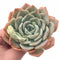 Echeveria sp 4” Rare Succulent Plant