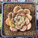 Echeveria 'Herbion' 1" Succulent Plant