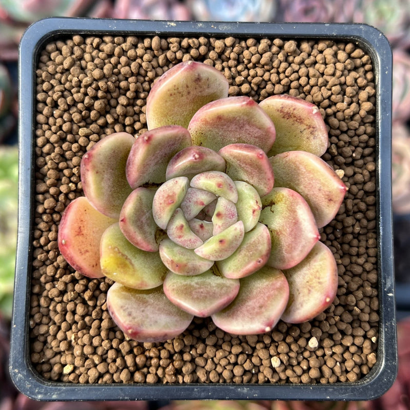 uprooted succulent Echeveria 'Herbion' 1" Succulent Plant – True Succulents Plant Co