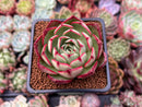 Echeveria 'Marshmallow' 2" New Hybrid Succulent Plant