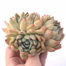 suryeon succulent Echeveria 'Suryeon' Cluster 5” Rare Succulent Plant – True Succulents Plant Co