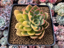 Echeveria 'Bob Jolly' Variegated 3"-4" Succulent Plant