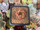Echeveria Agavoides 'Hanasohulen' 1" Cluster Succulent Plant