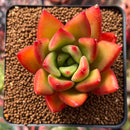 Echeveria Agavoides sp. 2" Succulent Plant