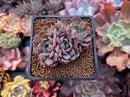 Echeveria 'Pink Stella' 2" Cluster Succulent Plant