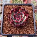 Echeveria 'Ratam' 2" Succulent Plant