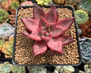 Echeveria Agavoides 'Romeo' 4" Succulent Plant