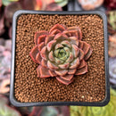 Echeveria 'Ember Rose' 1" Succulent Plant