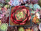 Echeveria 'Pink Flora' 2" Succulent Plant