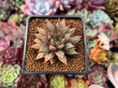 Echeveria 'Purpusorum' White Form 1"-2" Succulent Plant