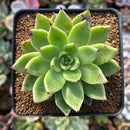 Echeveria Agavoides 'Helio' 2" Succulent Plant