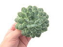 Echeveria 'Hearts Choice' Large 5" Rare Succulent Plant