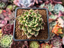 Echeveria Agavoides 'Black Tip' 2" Succulent Plant