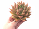 Echeveria Agavoides Hybrid 6” Rare Succulent Plant