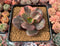 Echeveria 'Primadonna' Variegated 3" Succulent Plant