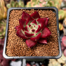 Echeveria Agavoides 'Akadora' 1" Succulent Plant