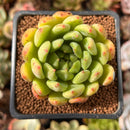 Echeveria Agavoides sp. 2" Succulent Plant