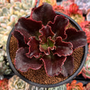 Echeveria 'Pappys Rose' 4" Selected Clone Succulent Plant