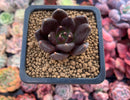 Echevera 'Blackbird' 1" New Hybrid Succulent Plant