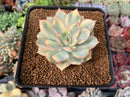 Echeveria 'Esther' Variegated 2"-3" Succulent Plant
